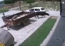 Arabayla inek kaçırma.