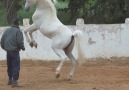 Arabian horses All the beauty in one Animal.