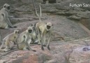 Aralarına oyuncak maymun bırakılan gerçek maymunların üzüntüsü