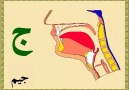 Arapça Harflerin Boğazdan Çıkış Yerleri