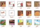 Arapca Kelimeler-10
