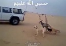 Arapların eğlencelerine bak. Adam arabaya düzenek yapmış keçiy...