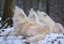 Arctic wolves singing! Beautiful.