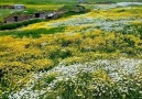 Ardahan kızı - O Eski halinden eser kalmamış Aşık...