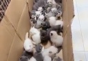 A real bunch of Cuteness