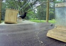 Are Crows The Ultimate Problem Solvers?