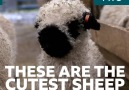 Are these the CUTEST sheep in the world! BBC iPlayer