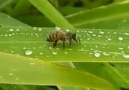 Arı (Apis mellifera) nemlendirici... - Erdem Khazar Ozturk