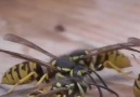 Arıcılık TV - Yaban Arıları Ve Eşek Arıları Yakın Çekim...
