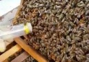 Arı Kovanına Ana Arının Verilmesi