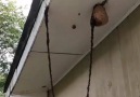 Arı Kovanına Ulaşmak İçin Uç Uca Eklenerek İp Gibi Dizilen Karıncalar