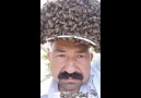 Arıları Başına Taç Yapan Adam Kaynak Yılmaz Şahin