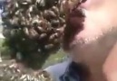 Arıları Öpücüğe Boğan Hayvansever Adam
