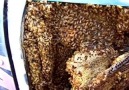 Arılar Lüks Aracı Kovan Yaptılar