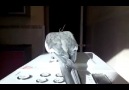 A Riverdancing Cockatiel is pretty much the most hilarious thing ever!!!