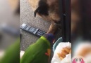 Arkadaşı Köpeği Cips İle Besleyen Papağan...