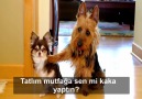 arkadaşına anında satışı koyan köpek..