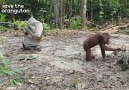 Arkadaşına Şaka Yapan Orangutan