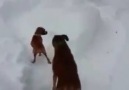 Arkadaşını kandıran köpek.. :)