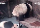 Arkadaşının Suratına Sıçan Panda