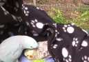 Arkadaşını Öpücükler ile Uyandıran Papağan
