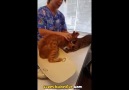 Arkadaşını Veterinere Teslim Etmeyen Direnişçi Kedi