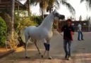 Arkadaşlar YouTube Kanalımdaki Videolara... - Satılık Arap Atları