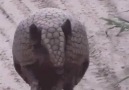 Armadillo Are Amazing!