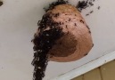 Army Ants Build Bridge to Invade Wasp Nest Credit ViralHog