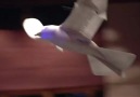 A robot that flies like a bird