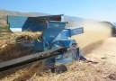 Arpa Buğday Zamanı Patoz Yapılırken