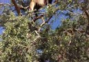 Art Sheeps just hanging out in a tree (Filmed in Morocco by Mi...