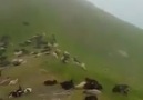 Artvin Ardanuç Serkan çamer abimize teşekkürler.....