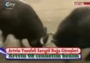 Artvin Boğa Güreşi 2011 (sezonun ilk boğa güreşi)