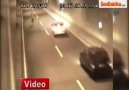 Artvin'de Yavru Ayılar Tüneli Birbirine Kattı