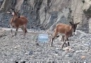 Artvin  Yusufeli Baraj  İşçeleri  Yabani  Dağ Keçilerini  Besl...