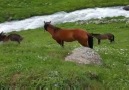 Artvin Yusufeli Yaylalar Köyü (zınamant) Hemşin Müziği İle