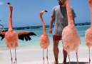 Aruba Island video by @alexanderlapuk