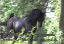 ASALETiN TiMSALi ATLAR -ARABiAN HORSES <3