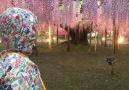 Ashikaga Flower Park JAPAN Video via @rienyan