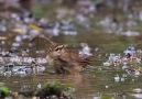 Asian Stubtail Bathing.... - Nature&Rich Palette