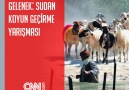 8 asırdır süren gelenek... Sudan koyun geçirme yarışması