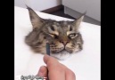 Aşırı Gerçekçi Kedi Çizimi