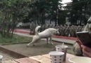 Askerlere Uluyarak Eşlik Eden Köpek