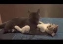 Aşk yaşayan romantik kediler