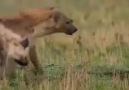 Aslan bile olsan kardeşin yoksa sırtlanlara yem olursun oğul...