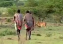 Aslanın Avını Çalan Afrikalılar