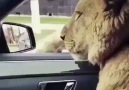 aslan kardeş dertlisiniz bakıyorum