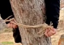Aslan Kordon kendini bağlı olduğu ağaçtan kurtarıyor (60.bölüm)