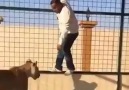 Aslanlarla Fazla Haşırneşir Olan Yiğidolar.